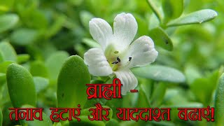 ब्राह्मी  तनाव हटाएं और याददाश्त बढ़ाएं Brahmi Boost Your Memory amp Banish Stress Naturally [upl. by Euginomod]