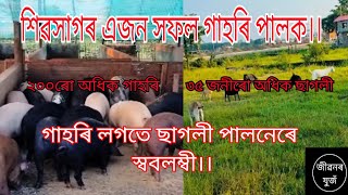 শিৱসাগৰ এজন সফল গাহৰি পালক।। ২০০ৰো অধিক গাহৰিৰে ভৰি থকা এখন সুন্দৰ ফাৰ্ম চাওঁ আহক। [upl. by Niajneb245]