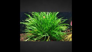 Tips in growing Eriocaulon sp Vietnam [upl. by Farleigh284]