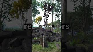 Gunung Padang Indonesia’s Ancient Pyramid facts viralvideo [upl. by Nemracledairam]