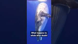 What Happens When a Whale Dies The Fascinating Afterlife of Giants 🐋shorts animals facts [upl. by Zwick968]