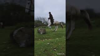 Skakaliście kiedyś cross  Rakija  horse equestrian edit jumping xd cross [upl. by Asaph999]