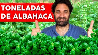 ALBAHACA 7 CONSEJOS QUE NECESITAS SABER [upl. by Ricker102]