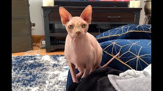 Hairless Cat Talking Unbelievably Cute [upl. by Grosz]