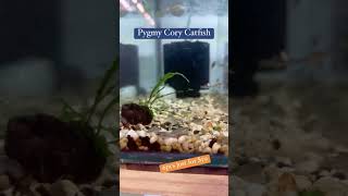 Pygmy Cory Catfish [upl. by Ayian953]