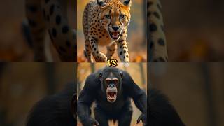 ANIMALS COMPARISONLYNX VS HYNAHHYNACHIMPANZEECHEETAHtrending animals shorts [upl. by Maggie]