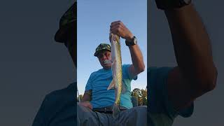 202410223 Pickerel Catch on whopper plopper bassfishing kayakfishing fishing [upl. by Swayne270]