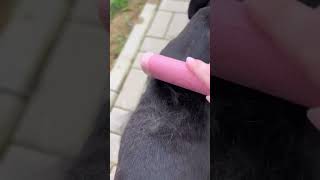 Best brush ever does exist dog musthaves doglover brush [upl. by Anerac]