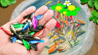 Amazing Catch Nest Aquarium Fish In Tiny Pond Arowana Koi Guppies Pencil Fish  Fishing Video [upl. by Timrek284]