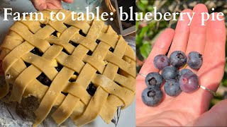 Upick blueberry farm and making pie a day in Upstate New York [upl. by Aihtnamas117]