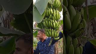 Best fertilizer for banana [upl. by Aicilet]