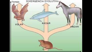 Evolución de los seres vivos [upl. by Bedwell20]