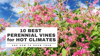 The Best Perennials for Colorado [upl. by Dymoke]