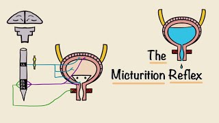 The Micturition Reflex  Bladder Nerve Supply  Renal Physiology [upl. by Noval]