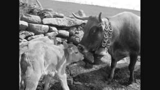 Les Vaches Aubrac en 1960 [upl. by Latsirhc846]