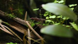 A RosyBrown Neocaridina ShrimpNeocaridina denticulata [upl. by Melany885]