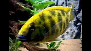 VenustusGiraffe Cichlid  Care Guide [upl. by Remliw555]