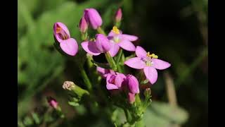 Червен Кантарион  Centaurium erythraea [upl. by Standley]