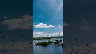 Lake Bogoria Hannington National Reserve Park Great Rift Valley Flamingos Pink Mountain Hot Springs [upl. by Naek683]