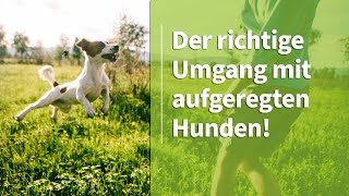 Aufgeregter Hund ➡️ Der richtige Umgang mit aufgeregten Hunden ✔️ [upl. by Byran]