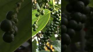 How to Grow Black Pepper Plant at Home plants shorts farming [upl. by Paske]