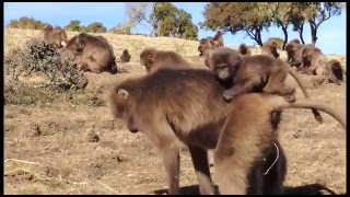 The Gelada Mountain Monkeys Of Ethiopia [upl. by Elagibba730]