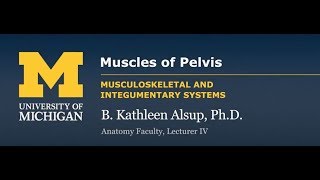 Skeletal Muscle Muscles of the Pelvis [upl. by Nazay734]