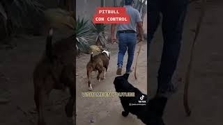 CONTROLAR A UN PITBULL [upl. by Osbourne952]