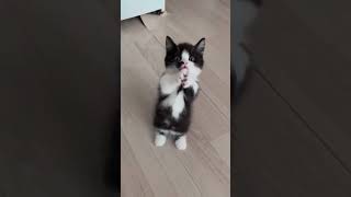 cat funny foryou funnycat cats pets catlover funnycats [upl. by Caylor46]