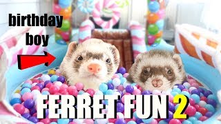 SPOILING My Cute Pet Ferrets Insane Ferret Fun Part 2 [upl. by Stephana]