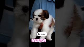 ADORABLE PUPPIES Shih Tzu Puppies Playing Will Melt Your Heart  మీ రాజమండ్రి లో  9642221001 [upl. by Adne276]