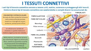 I TESSUTI CONNETTIVI [upl. by Nnylkcaj]