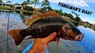 Big Bream And Mangrove Jack From Gold Coast Lake  Fishermans Diary Ep 747 [upl. by Asum]