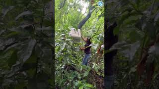 Howler Monkey Released into the wild [upl. by Ellek]