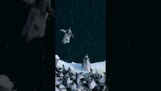 🐧 Baby Penguins Jump Off 50Foot Cliff in Antarctica penguins [upl. by Harday300]