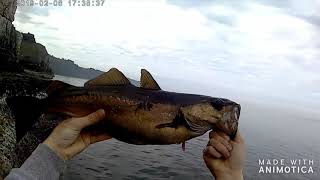 LURE FISHING FOR BIG POLLOCK AND SEA TROUT Ballycastle [upl. by Reggie541]