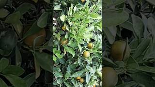 Lemon plant care tips for more fruiting  lemon fertilizer wintercaretrendingshorts viralshorts [upl. by Millda546]