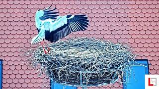 Storchennest Markt Langquaid  Ein 2 Storch kommt an  18022024 [upl. by Atekihs]