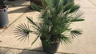 Chamaerops humilis ‘Cerifera’ [upl. by Akcirred]