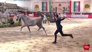 Italian Nationals 2019  Junior Fillies Championship [upl. by Tomlinson954]