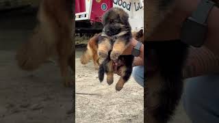 longcoat German shepherd Puppies for sale 9728011133 gsd dogs cute video [upl. by Hagerman]