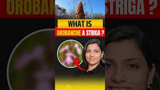 What Is Orobanche amp Striga  NEET Concept neetbiology neet2025 riturattewal orobanche striga [upl. by Eirdua]