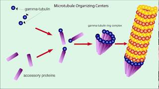 Microtubules Structure and Function [upl. by Ciri906]