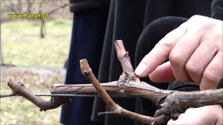 Pokaz cięcia winorośli w Winnicy Św Jakuba  dr Janusz Suszyna [upl. by Aday]