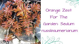 Orange Zest For The Garden Sedum nussbaumerianum [upl. by Eloken]