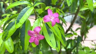 Exotic Plant “Ravenia Spectabilis” Pink and Red Flowers [upl. by Lady273]