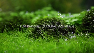 Inspirational Natural Aquarium [upl. by Ora446]