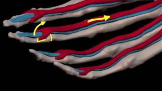 Arm Muscles 26 Flexor Digitorum Superficialis [upl. by Nob87]