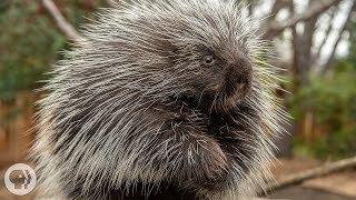 Porcupines Give You 30000 Reasons to Back Off  Deep Look [upl. by Adabel]