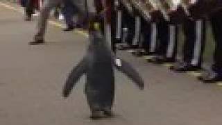 King penguin receives Norwegian knighthood [upl. by Jochebed]